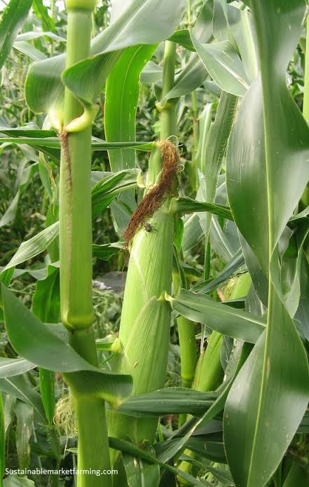 シェフが求める野菜をつくる。 小山農園のにんじん